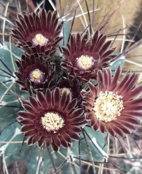 Glandulicactus uncinatus